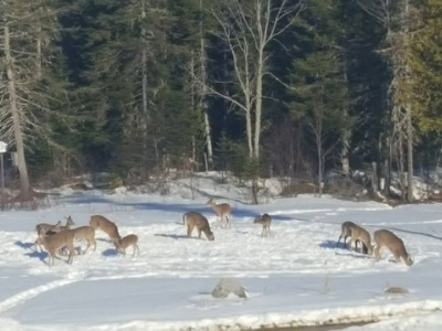 Whitetail deer