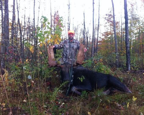 Maine Bull moose zone 10