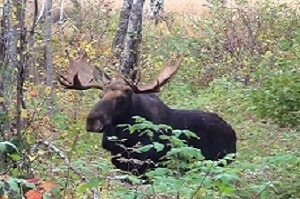Pleasant river guide service hunting lodge