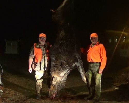 Maine Moose hunting zone 4