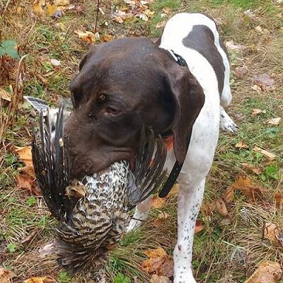 Maine grouse hunting dog