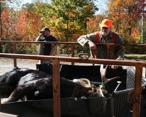 Maine Bull moose zone 18